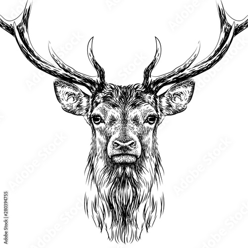  Deer. Sketchy, black and white, hand-drawn portrait of a deer's head on a white background.