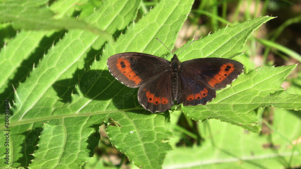 Obraz premium farfalla