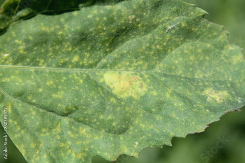 Downy mildew (Peronospora sp.) on green leaf of Orache (Atriplex sp.) photo