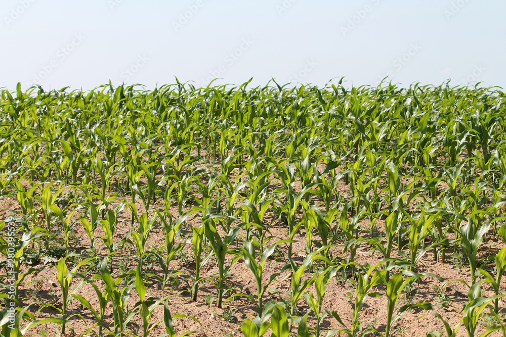 Agricultural landscape with green corn field. June, Belarus