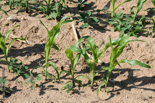 Young maize plants with green leaves on agricultural field. June, Belarus