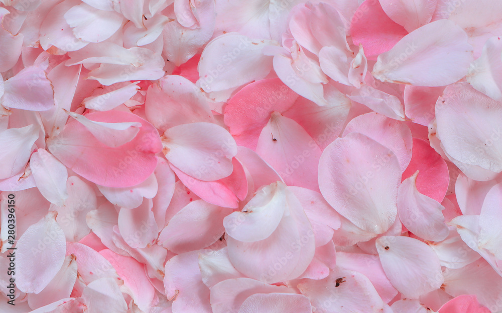 Pink rose petals. Perfect for background greeting cards and invitations of the wedding, birthday, Valentine's Day, Mother's Day
