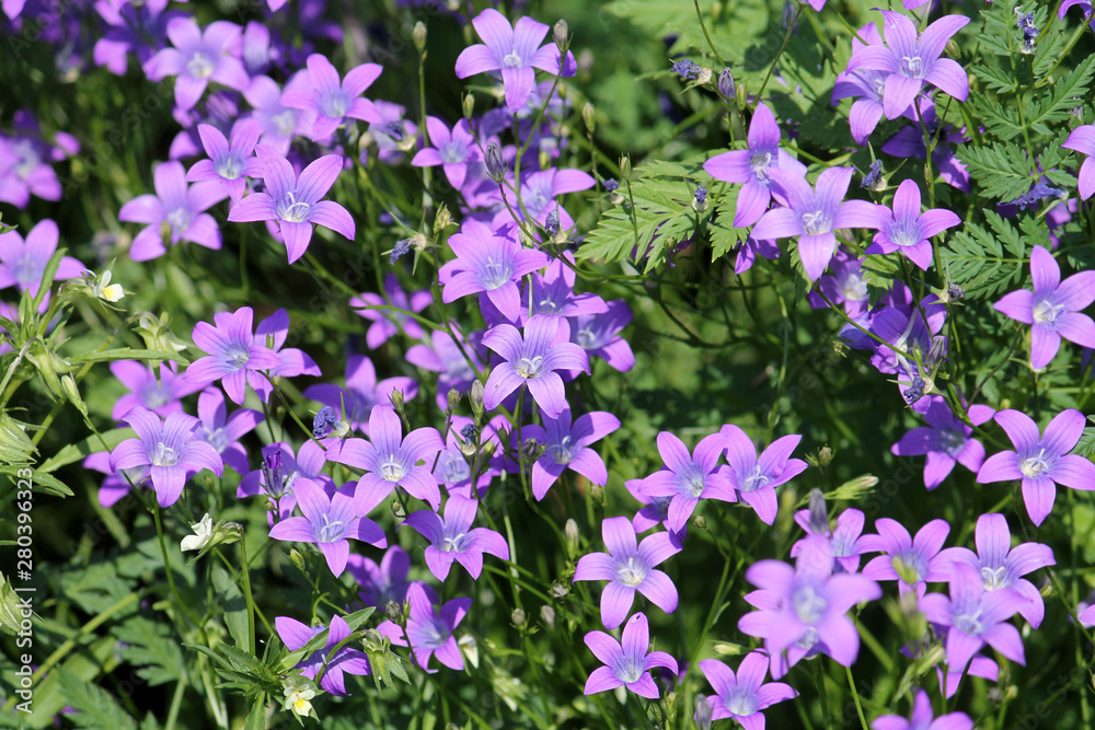 Spreading bellflower (Campanula patula) flowers close-up in wild. June, Belarus Spreading bellflower (Campanula patula) flowers close-up in wild. June, Belarus