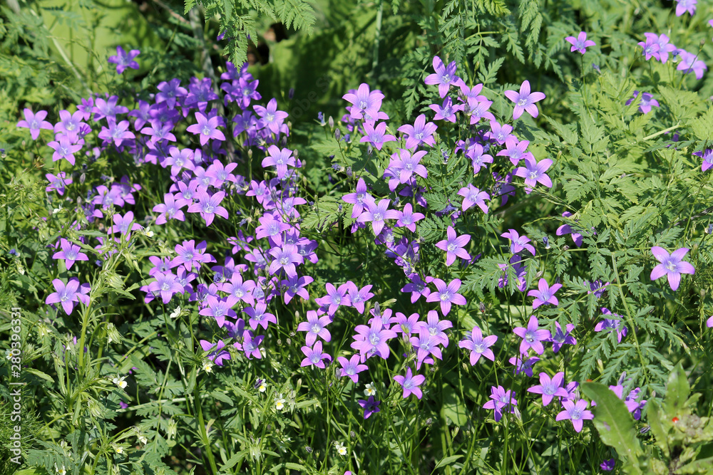 Spreading bellflower (Campanula patula) flowers close-up in wild. June, Belarus Spreading bellflower (Campanula patula) flowers close-up in wild. June, Belarus