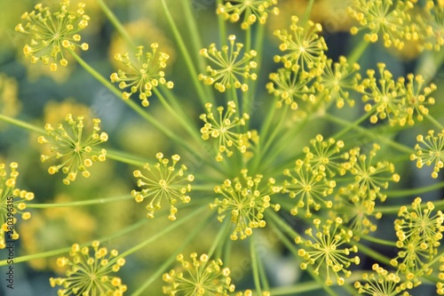 Growing dill with tiny yellow flowers and blurred green foliage. Organic dill spice. Vegetarian ingredient. Dill bush with seeds on an agricultural field. Aromatic spice for delicious dishes. 