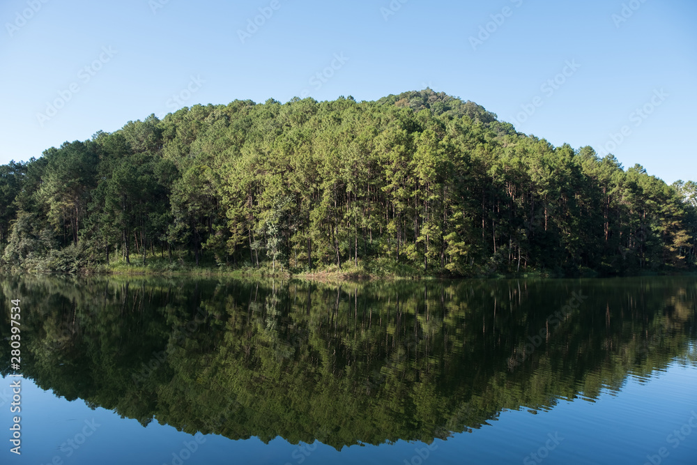 Reflection from the clear water of the pine forest. Reflection from the clear water of the pine forest.