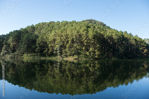 Reflection from the clear water of the pine forest.