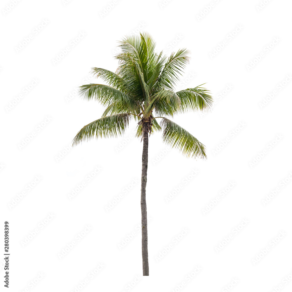 Photo of isolated coconut palm tree - obrazy, fototapety, plakaty 