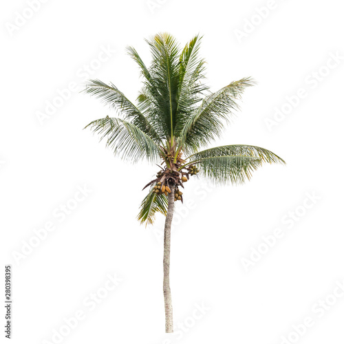 Isolated photo of a coconut palm tree