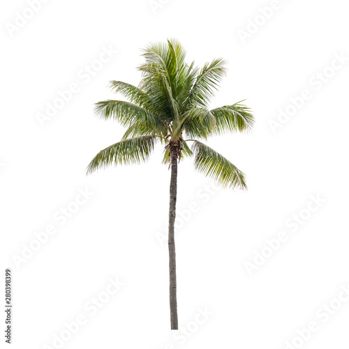 Fotótapéta Photo of isolated coconut palm tree
