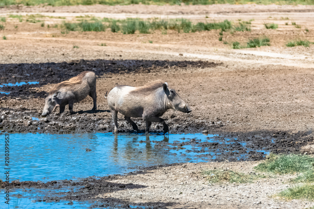Warthogs drinking in the pond in the Serengeti park in Tanzania Warthogs drinking in the pond in the Serengeti park in Tanzania