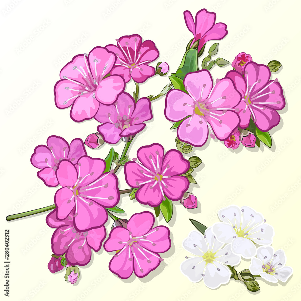Gypsophila twigs with flowers