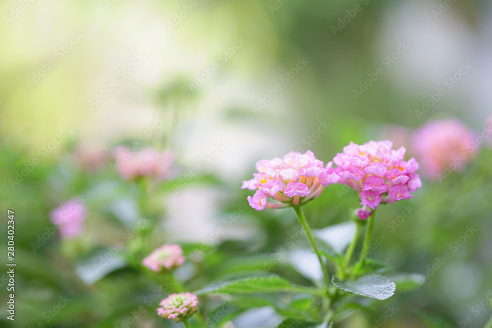 Pink Hedge Lantana flower at outdoor Pink Hedge Lantana flower at outdoor