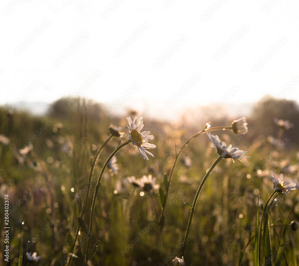 field of blooming marguerites (daisies) in morning light against the sun with green blurry background.