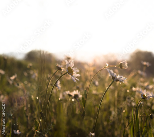 Fototapeta Naklejka Na Ścianę i Meble -  field of blooming marguerites (daisies) in morning light against the sun with green blurry background.