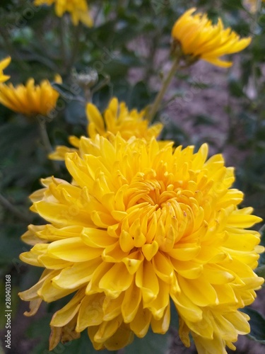 Flowers autumn chrysanthemum in garden