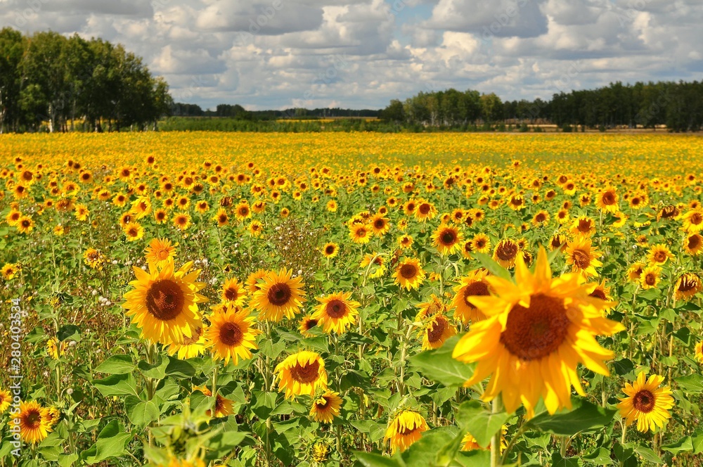 Fototapeta premium field of sunflowers