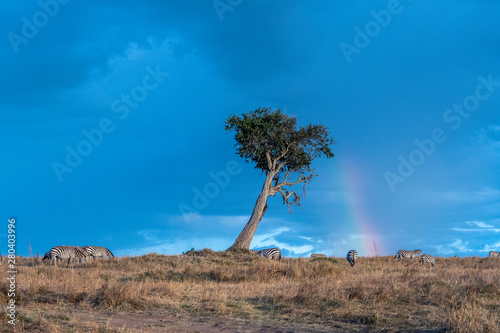 Beautiful landscapes during great migration season in Maasai Mara triangle  photo