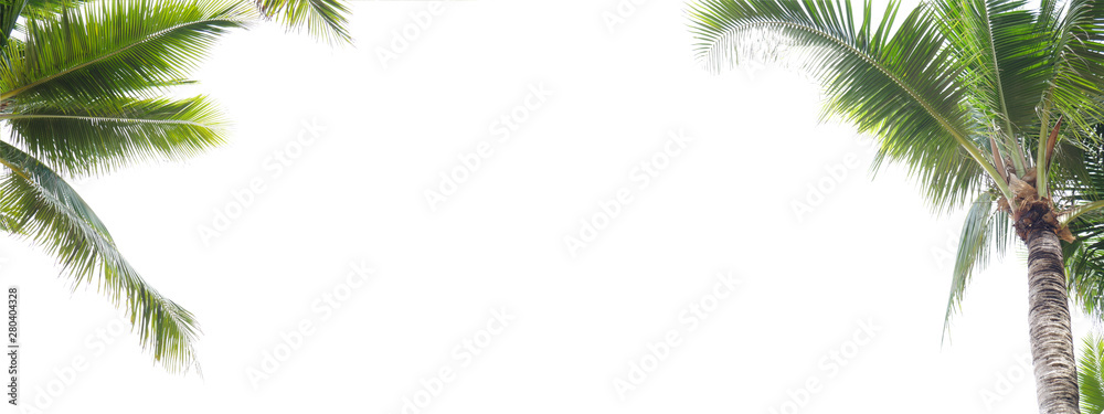 Panorama of coconut leaf frame isolate on white background whit copy space, Summer concept.