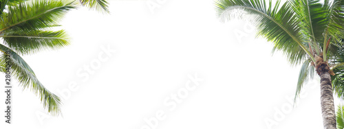 Panorama of coconut leaf frame isolate on white background whit copy space  Summer concept.