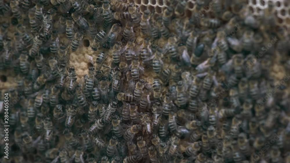 Thousands of bees on honeycombs with honey. Bees collecting nectar and putting into hexagonal cells after returning to beehive Thousands of bees on honeycombs with honey. Bees collecting nectar and putting into hexagonal cells after returning to beehive