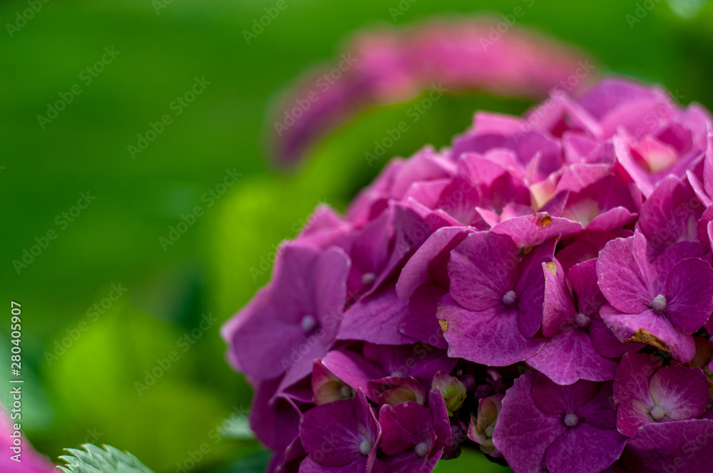 Hydrangea Hortensia flowers close-up photography