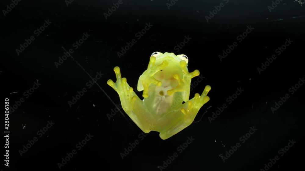 Fleischmann's glass frog body anatomy bottom view.  Hyalinobatrachium fleischmanni, the Fleischmann's glass frog or northern glass frog, is a species of frog in the family Centrolenidae.