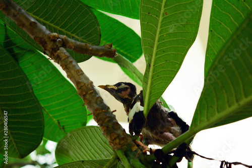 Photos the newborn bird strayed from family  gripped on the stalk of the tree in the pa
