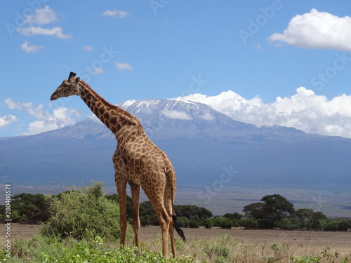 Kilimandjaro and giraffe photo