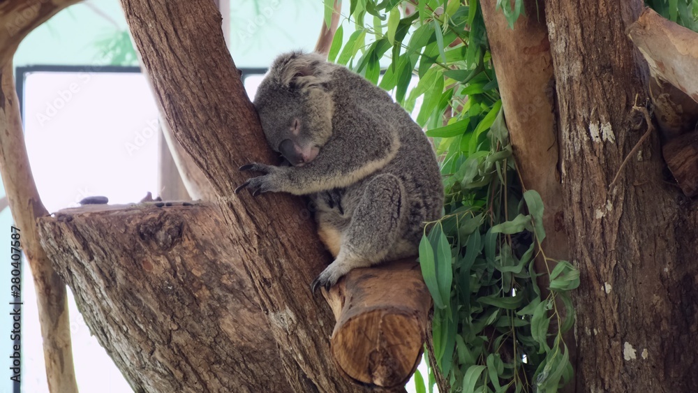 Obraz premium Koala is sleeping in a tree. Concept of animals in the zoo. Pattaya Zoo, Thailand