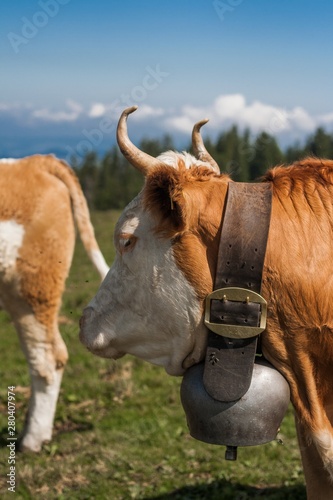 Beautiful swiss cows. Alpine meadows. Farm.