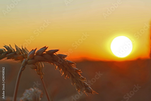 Sonnenuntergang im Weizenfeld