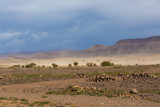 Sandstorm, rocks, dramatic dark blue sky, stones and acacia trees in Africa in the Sahara desert
