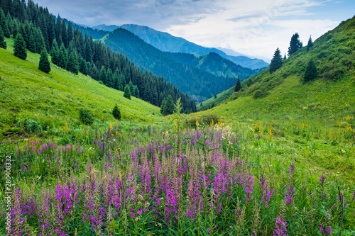  beautiful Purple flowers Ivan Tea or Cyprus, on a mountain green meadow. Mountain evening landscape, Butakovskoe gorge Almaty, Kazakhstan, Zailiysky Alatau Range, Forest Pass, © Lana Kray