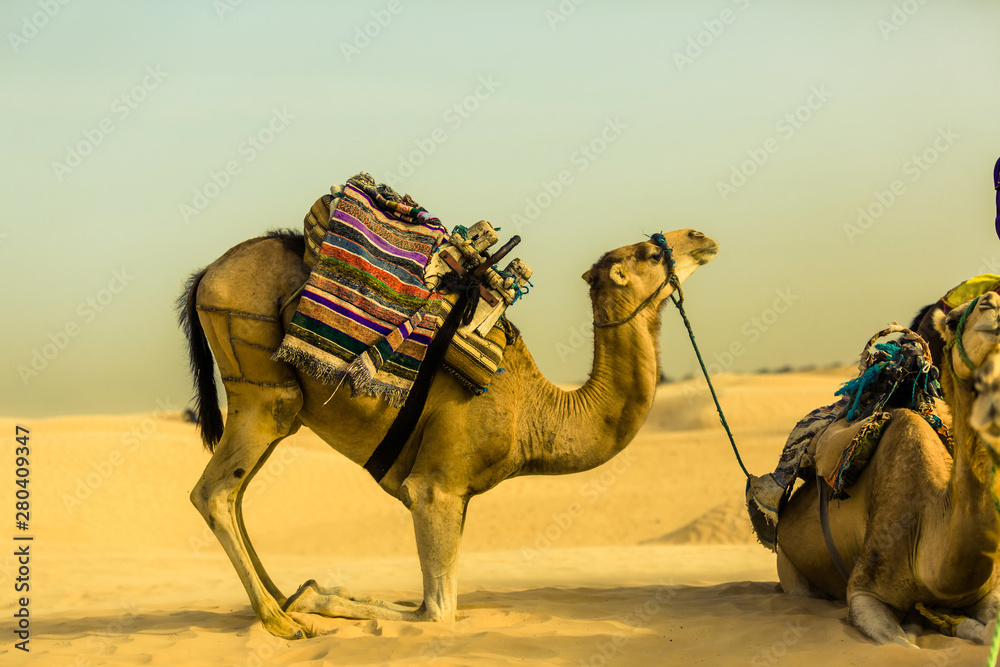 Camel in profile with traditional saddle kneeling in golden desert
