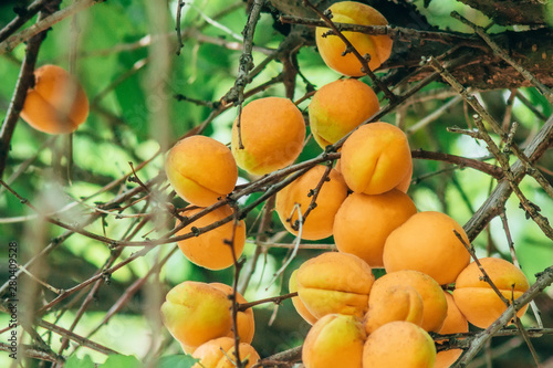 apricots fruit on the harvest tree