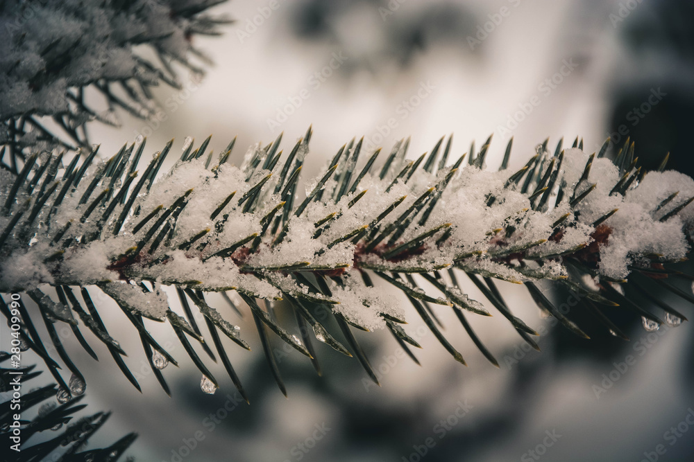 branch of a tree