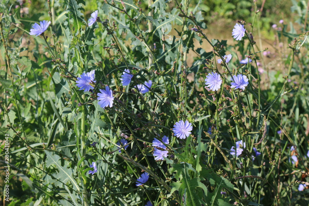 Fototapeta premium Blue chicory blooms in the meadow