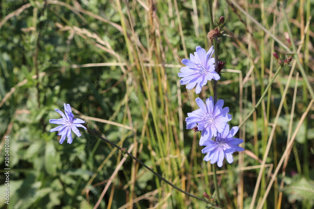 Fototapeta premium Blue chicory blooms in the meadow