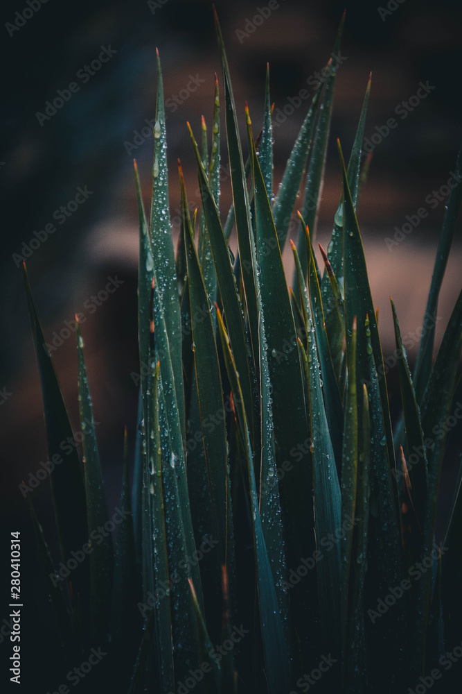grass with drops