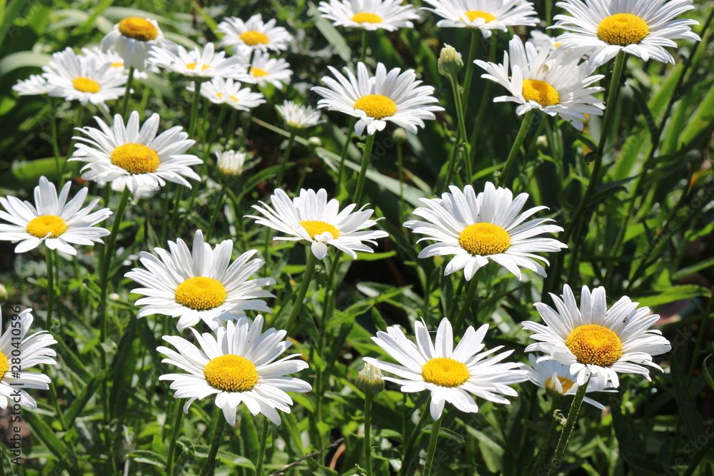  White daisies bloom in the meadow