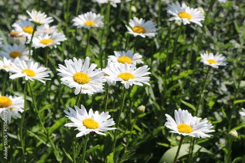  White daisies bloom in the meadow