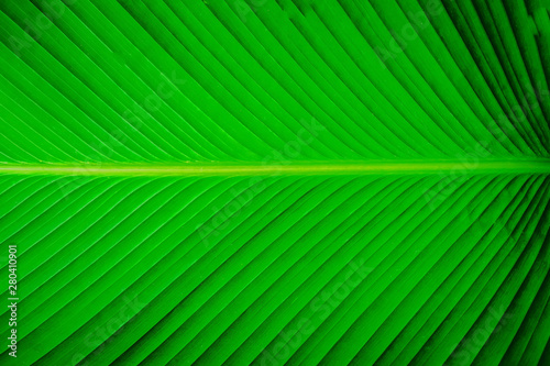 abstract green background  green leaves natural background wallpaper  texture of leaf  leaves with space for text.