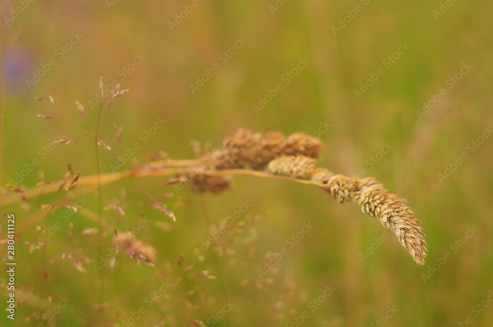 Golden spike in the meadow