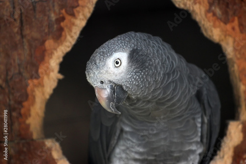 portrait of a parrot with dark background