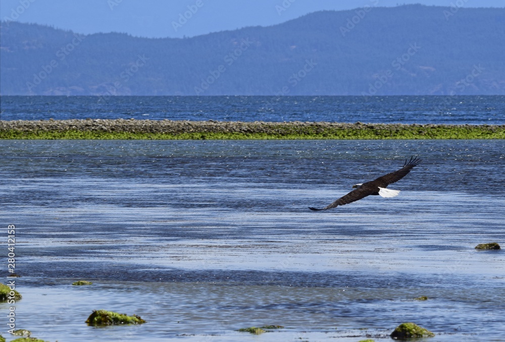Fototapeta premium bald eagle with wide spread wings flying low on the shore of the ocean, low tide 
