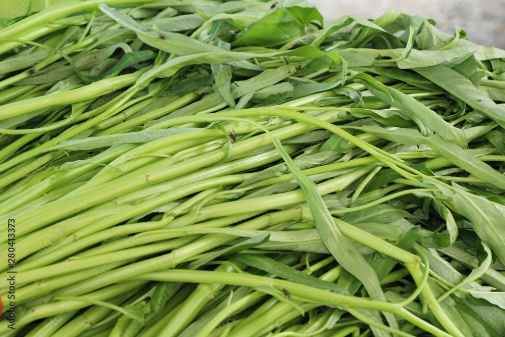 green morning glory for cooking at market green morning glory for cooking at market