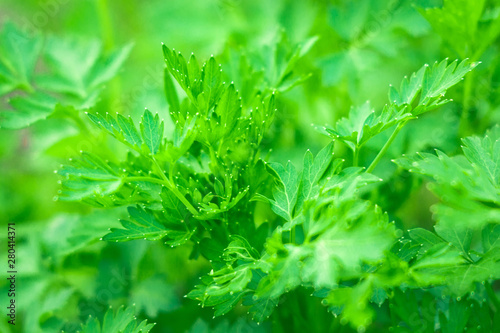 parsley fresh greens spice background texture