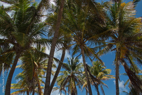Crowns of coconut palms at the beach on the island San Andres in Colombia