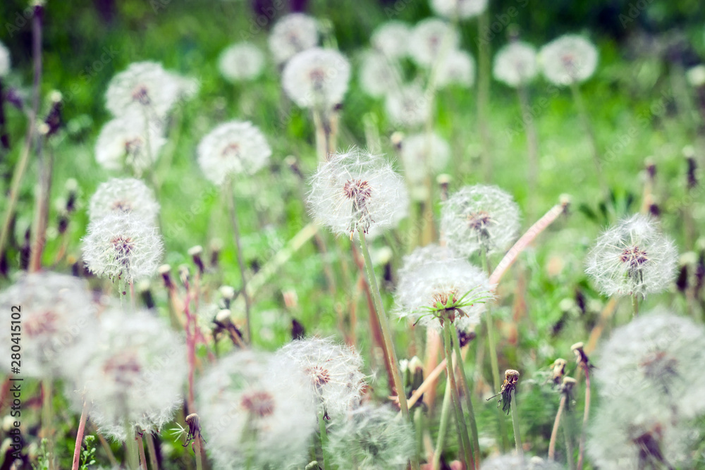 dandelions on the field in summer on a bright Sunny day dandelions on the field in summer on a bright Sunny day